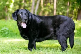 Levothyroxine For Dogs: Uses, Dosage, And Side Effects