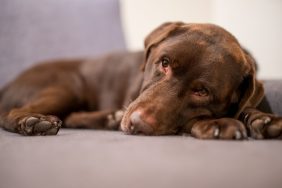 Ascites In Dogs: Symptoms, Causes, & Treatments