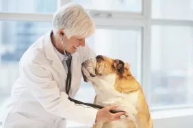 Bisacodyl For Dogs: Uses, Dosage, & Side Effects
