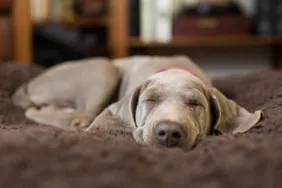 What Your Dog’s Sleeping Position Means