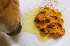 Nutritional Supplements For Dogs