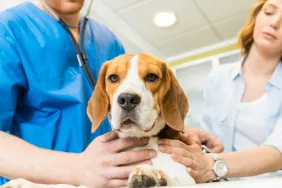 Uremia In Dogs: Symptoms, Causes, & Treatments