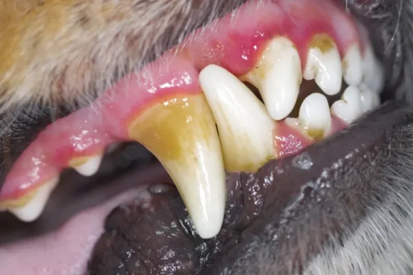 Gingivitis In Dogs: Symptoms, Causes, & Treatments