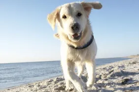 Dogs at the Beach: Safety Tips for Enjoying Dog-Friendly Beaches