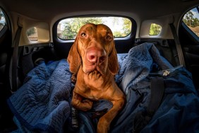 Road Trip Tips for Dog Owners
