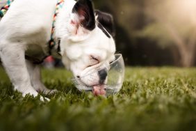 Can Dogs Drink Carbonated Water? Is Carbonated Water Safe For Dogs?