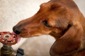 Lead Poisoning in Dogs: Symptoms, Causes, & Treatments