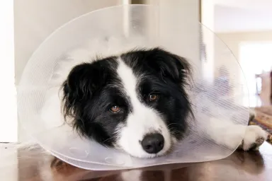 Tramadol for Dogs: Uses, Dosage, & Side Effects
