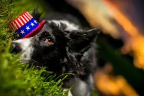 The Day After July 4th Is the Busiest Day of the Year for US Animal Shelters