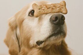 How to Choose Dog Treats and Dog Bones