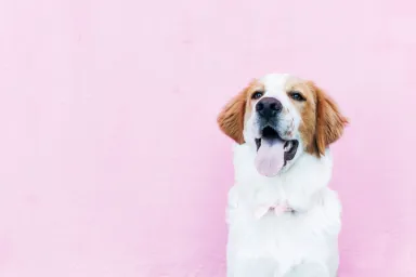 The Best Unique Dog Names for Your Pet