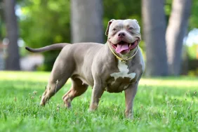 Pros and Cons of an American Bully