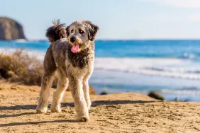 Pros and Cons of an Aussiedoodle