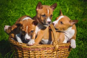 Basenji Puppy Pictures and Facts