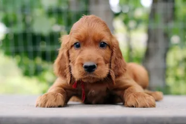 Irish Setter Puppy Pictures and Facts