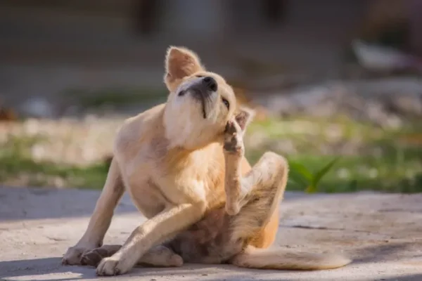 Mange in Dogs: Types, Symptoms, Causes, & Treatments