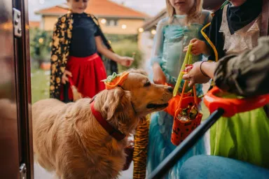 What To Do if Your Dog Eats Halloween Candy
