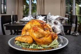 Can Dogs Eat Turkey? Is Turkey Safe for Dogs?
