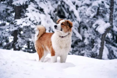 Winter Dangers That Could Hurt or Even Kill Your Dog