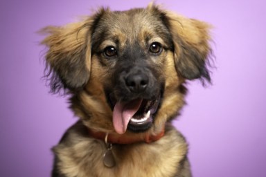 What Are the Most Popular Dog Names in US?