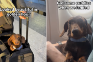 Dog Has a Very Busy Week Travelling Around the World in Video