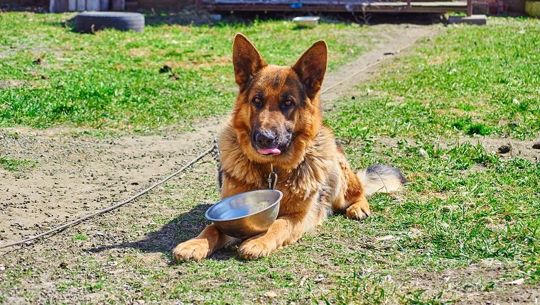 bloat-dogs-2 German Shepherd in the yard on a leash, with a bowl asking for food