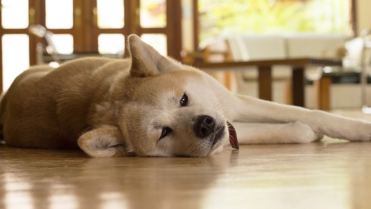 bloat-dogs-3 Akita dog laying down bored on blurred living room. Cute dog asleep on the floor.