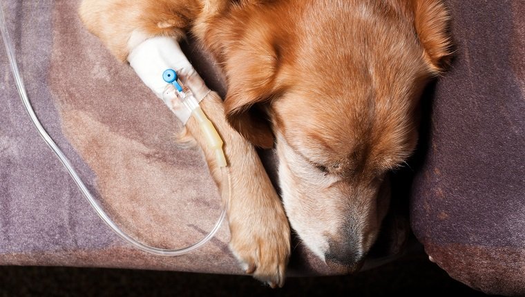 bloat-dogs-4 dog lying on bed with cannula in vein taking infusion