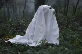 Can Dogs See Ghosts & Sense Spirits?