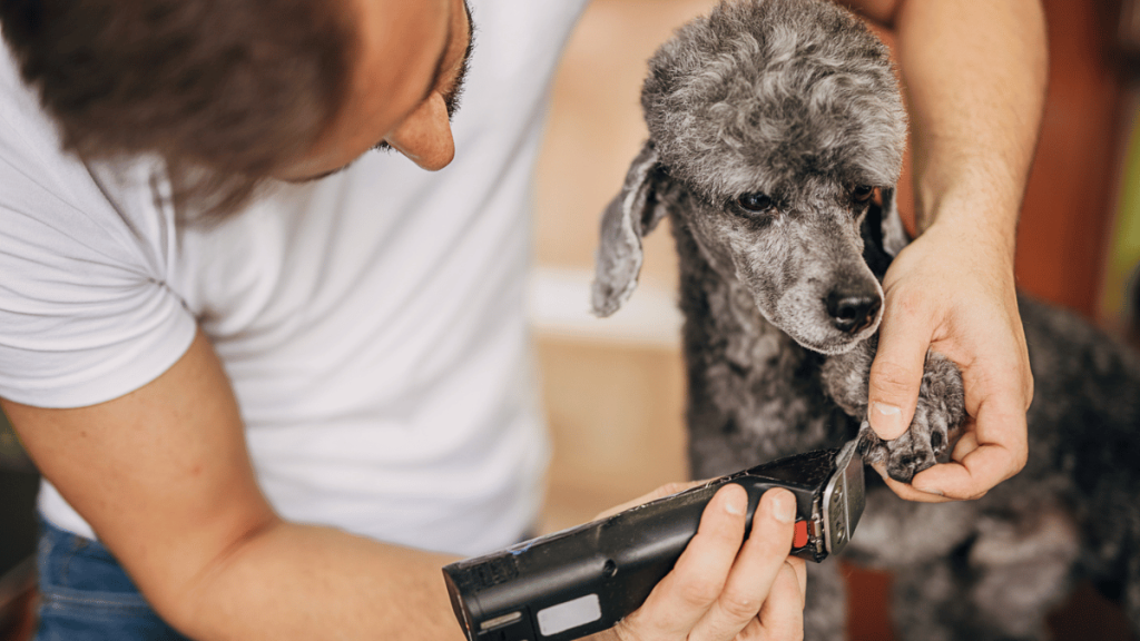 clipping_dog_hairs Clipping Dog Hairs