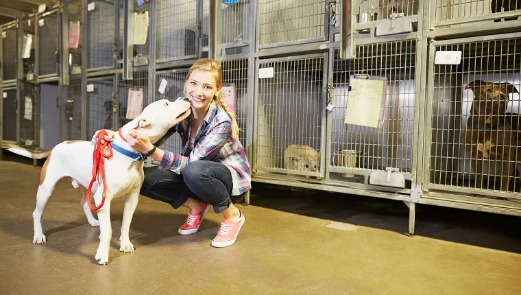 dog-animal-shelter-spay-and-neuter A shelter volunteer pets a Pit Bull mix while other dogs wait in kennels behind her.
