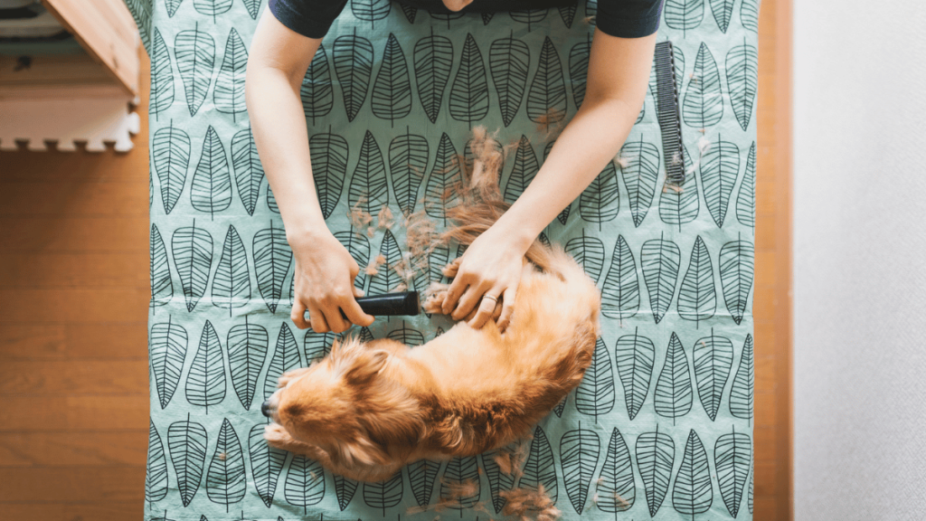 dog_hair_clippers Dog Hair Clippers