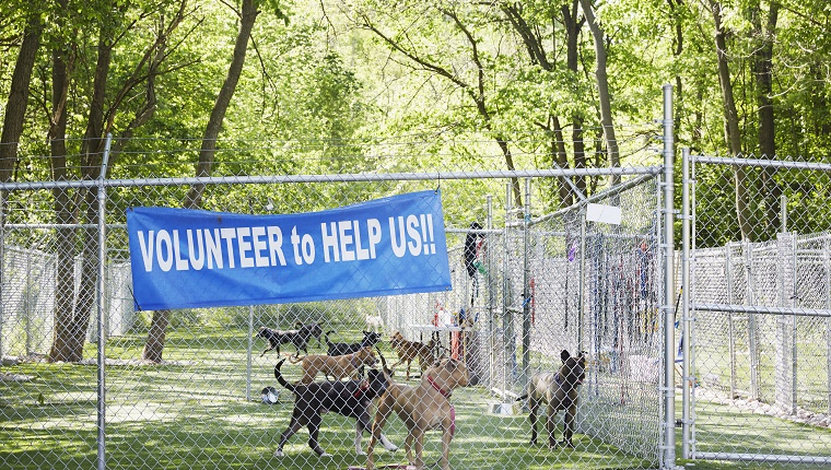dogs-animal-shelter-spay-and-neuter Several dogs stand in a fenced-in outdoor area with a sign that reads "Volunteer to help us."
