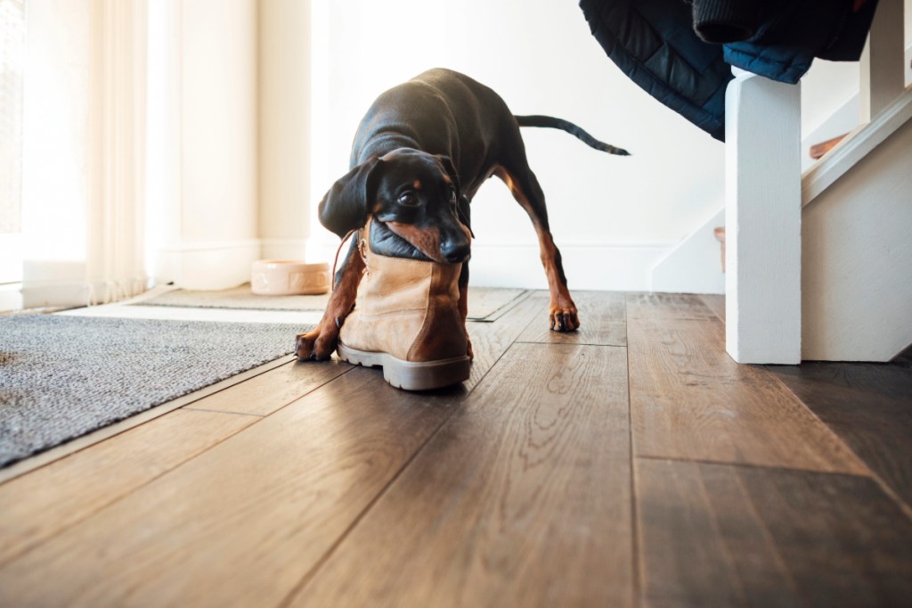 file-1 Adolescent teenage Doberman dog chewing on a boot on a wood floors of the house.