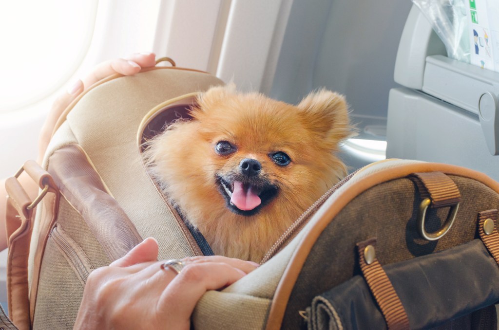 gettyimages-1011834458 pomeranian dog in carrier traveling in plane