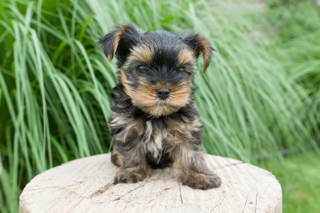 gettyimages-1053405996 Yorkshire Terrier Yorkie puppy on tree stump