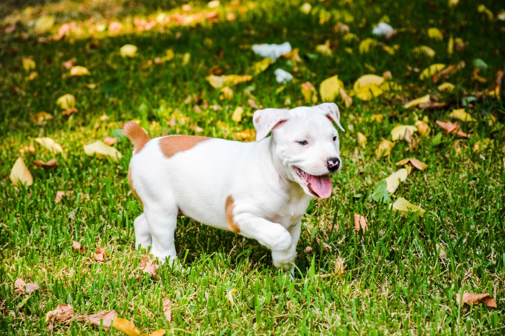 gettyimages-1167023829 Pit Bull puppy running in grass