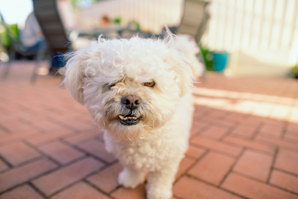 gettyimages-1212991240 stressed dog growling at camera
