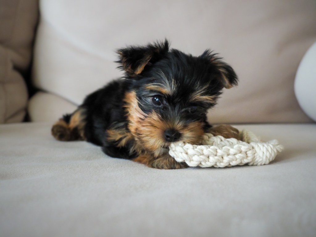gettyimages-1213994996 Yorkshire Terrier Yorkie puppy chewing on toy