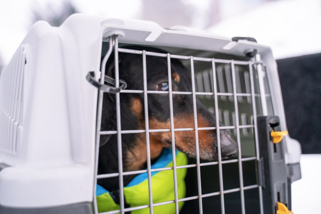 gettyimages-1215591740 Dachshund dog traveling in crate