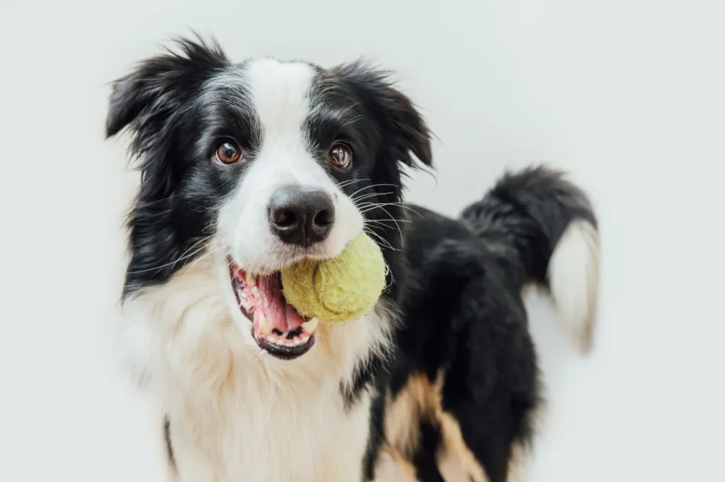 gettyimages-1290547649-e1689266870662 An adolescent Border Collie dog playing with tennis ball during their teenage years