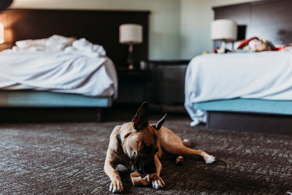 gettyimages-1292051373 Photograph of a happy dog chewing a bone in a pet-friendly hotel