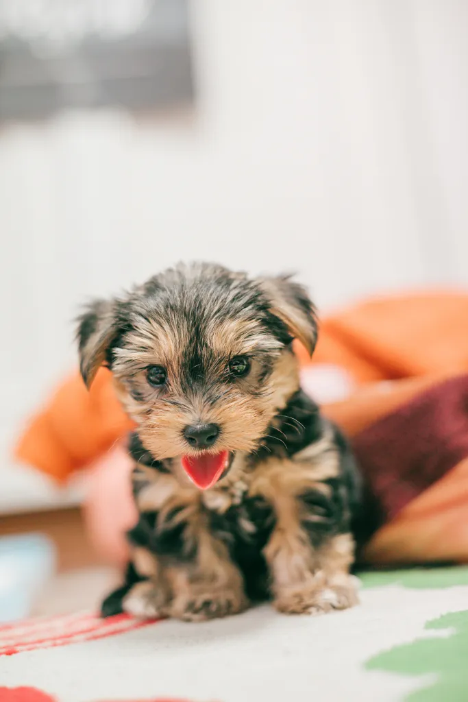 gettyimages-1293844204 Yorkshire Terrier Yorkie puppy.