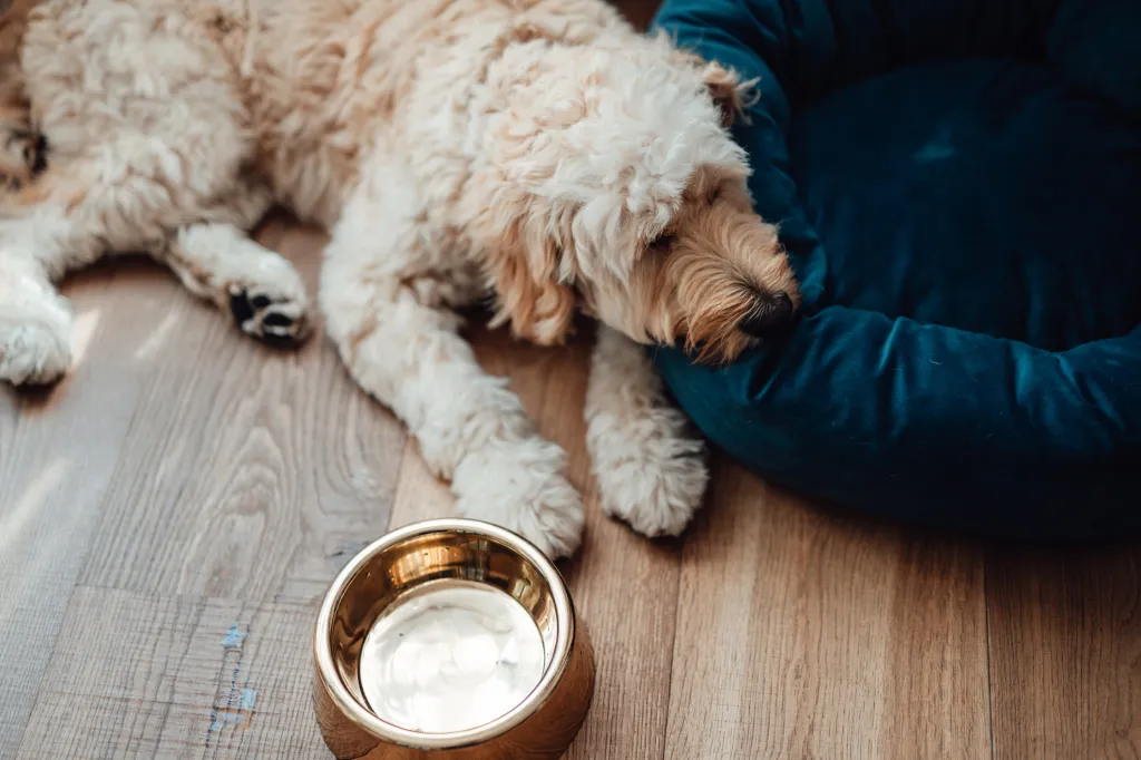 gettyimages-1331656362 Goldendoodle dog acting lethargic, lying on wood floor, sad, depressed, and with an empty water bowl from extreme thirst.