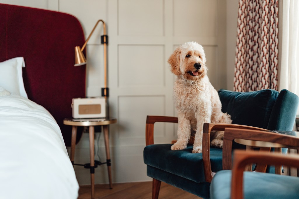 gettyimages-1351923923 Cute Goldendoodle looking out the window while sitting on chair in a stylish pet-friendly hotel bedroom.