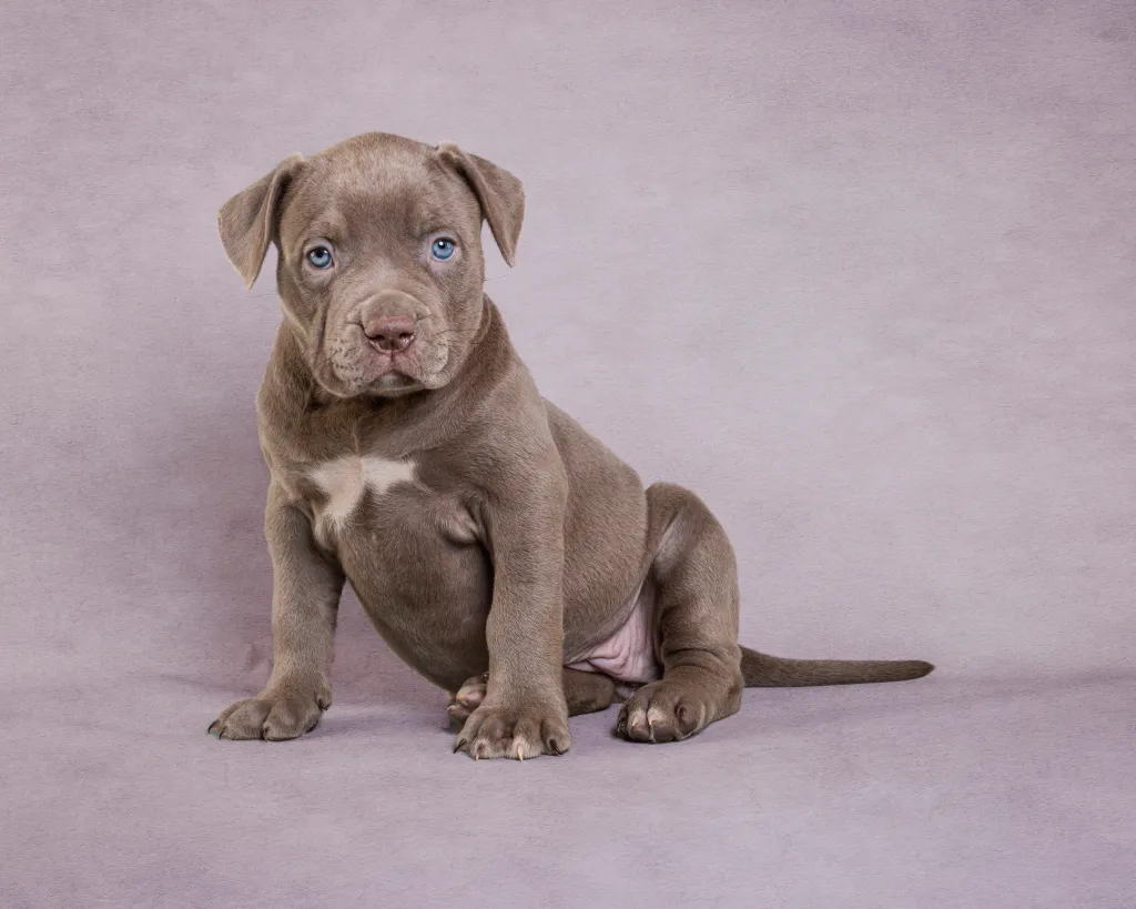 gettyimages-1392769830 Pit Bull puppy against purple background