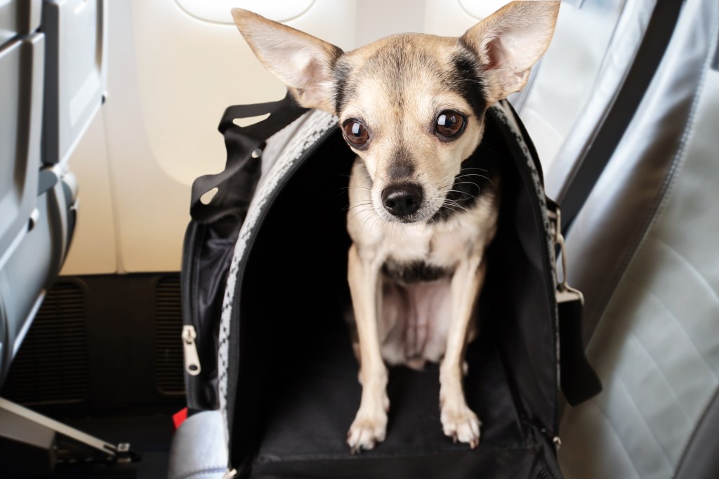 gettyimages-1413266051 Chihuahua in carrier in airplane