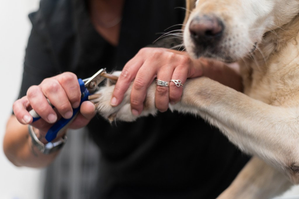 gettyimages-1421328680 woman cutting dog's nails