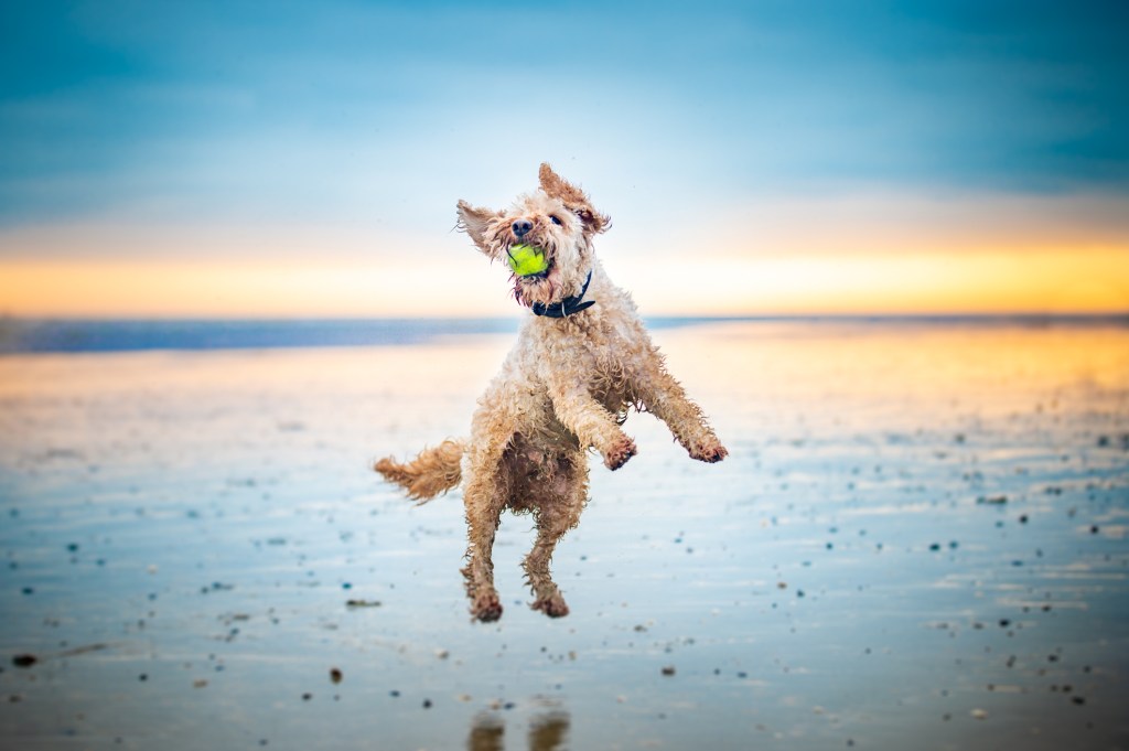 gettyimages-1450440793 A Labradoodle jumps for a ball on the beach.