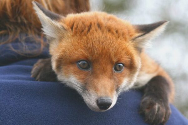 Can You Keep a Pet Fox in the US & Is It Legal? Laws By State in America Photograph of a small pet fox lying on a man's shoulder.